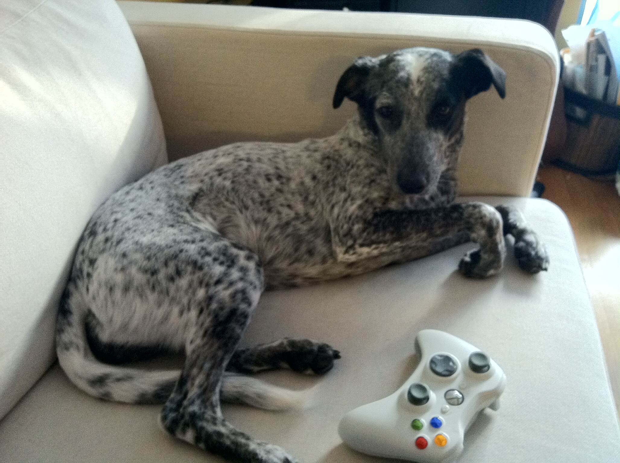 Wait, Did My Dog Just Design a Game?
