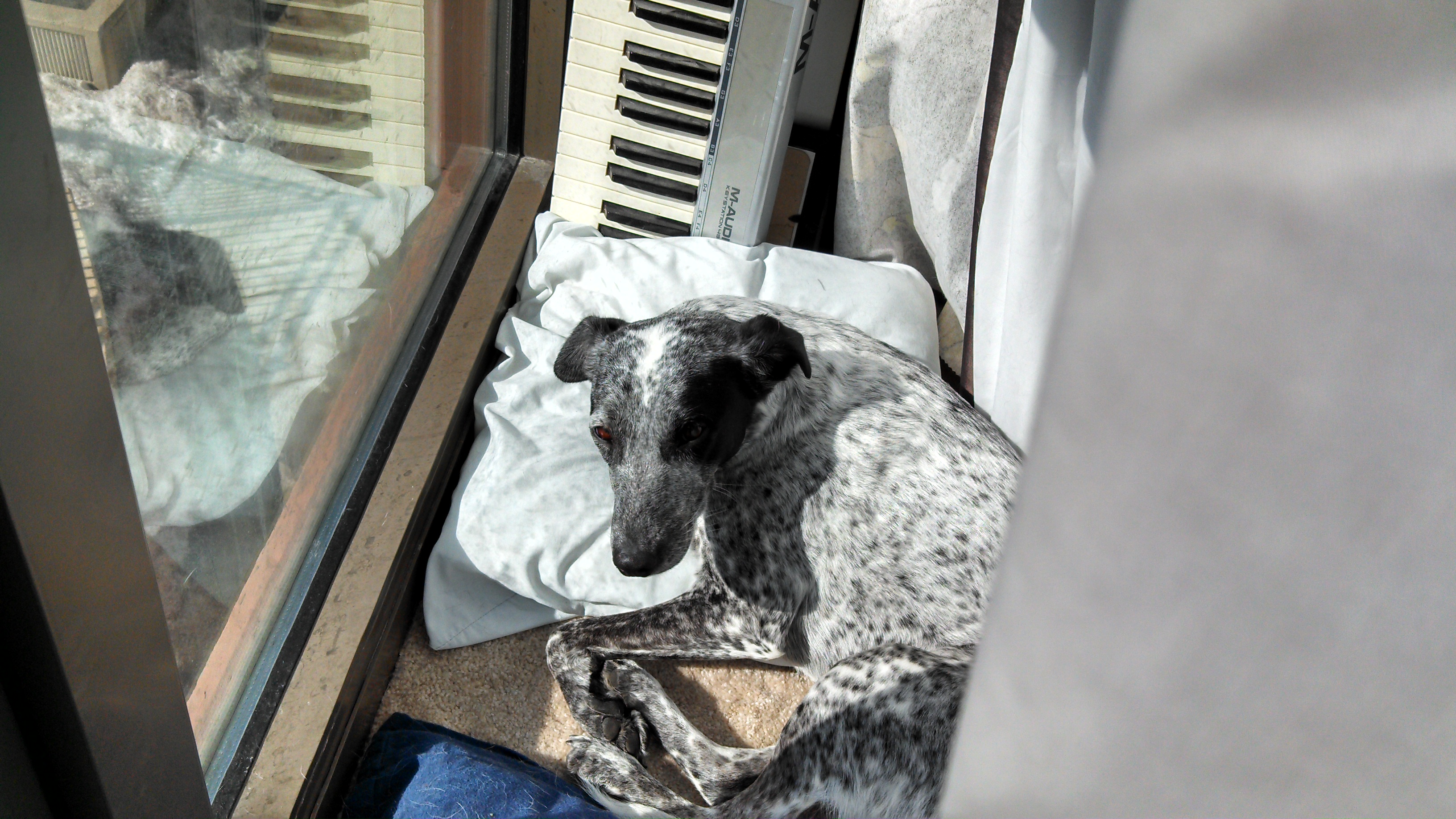 The Game My Dog Designed Needs a New Name